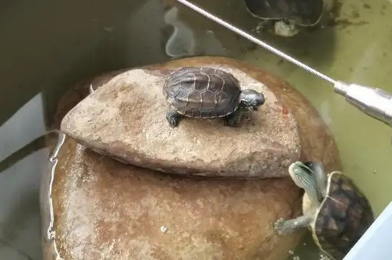 乌龟和鱼可以同时在鱼缸里养吗