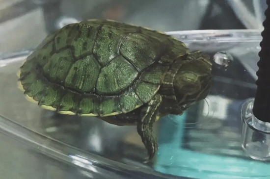 乌龟要放多少水