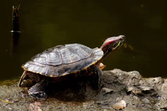 辨别乌龟的年龄有三种方法