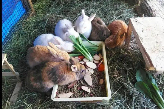 兔子在家怎么养合适