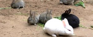 兔子能控制自己拉屎吗