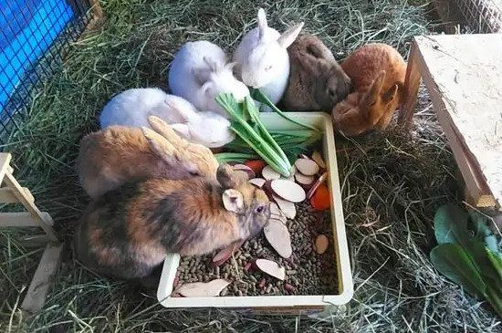 养兔子要养一对吗