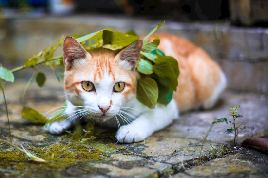 小猫轻轻咬主人手是为什么