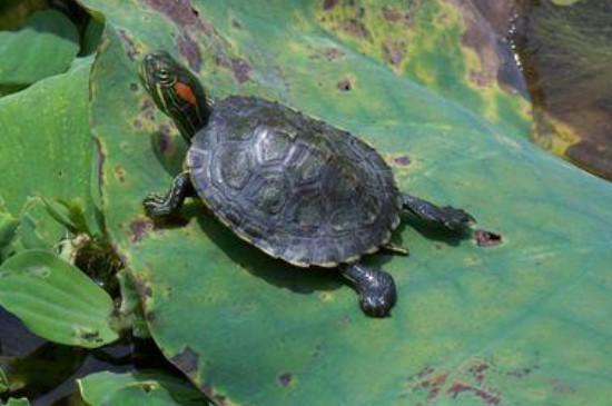 乌龟能活多久