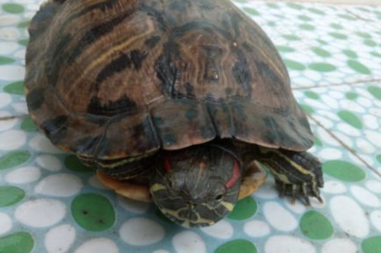 乌龟能活多久
