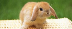 兔子的寿命是多少