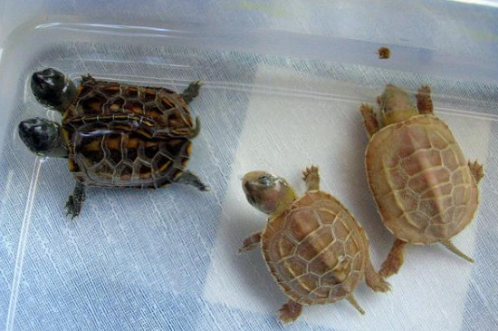 乌龟冬天吃什么