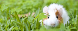 荷兰猪和兔子能一起养吗