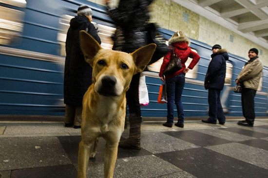 宠物可以坐地铁吗