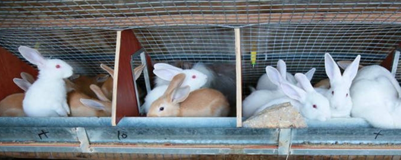 兔子在铁笼子里怎么过冬