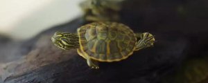 刚孵化的小乌龟,有脐带怎么办