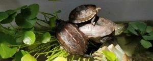 如何分辨乌龟公母