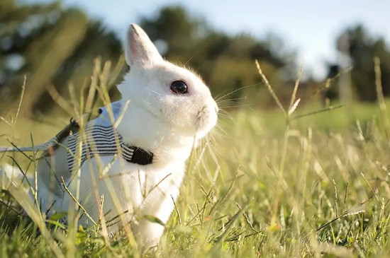 兔子能控制自己拉屎吗