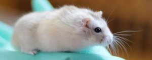 仓鼠伪冬眠与死亡姿势