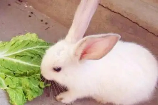 兔子只吃兔粮可以吗