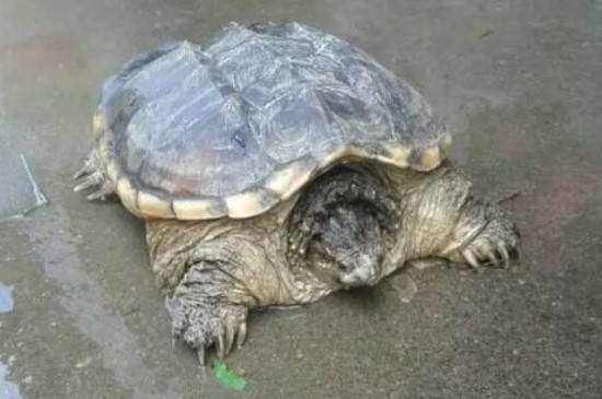 佛鳄龟能长多大