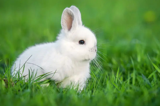 兔子的尾巴有什么用处