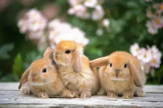 兔子能不能吃苹果