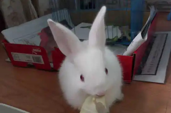 兔子能不能吃苹果