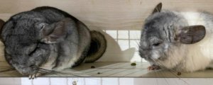 龙猫吃什么