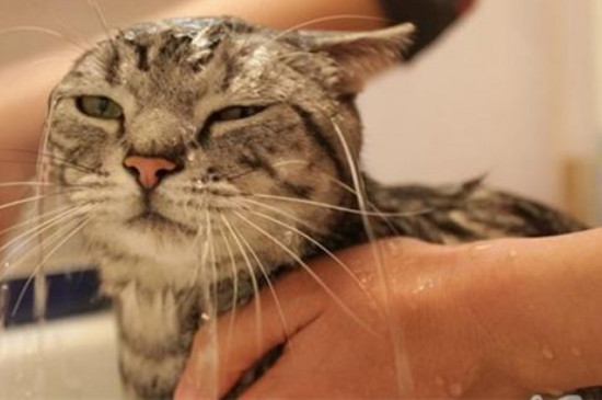 猫洗澡会有应激反应吗