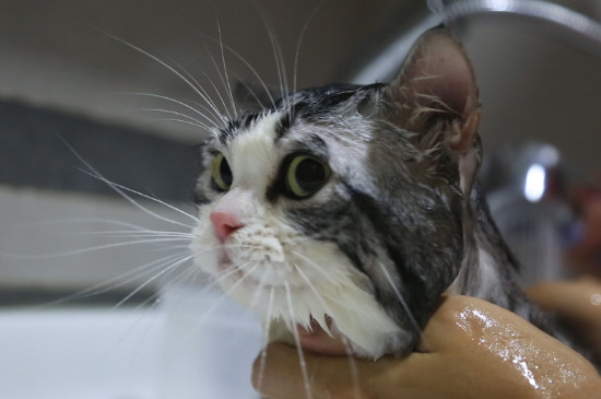 猫洗澡会有应激反应吗