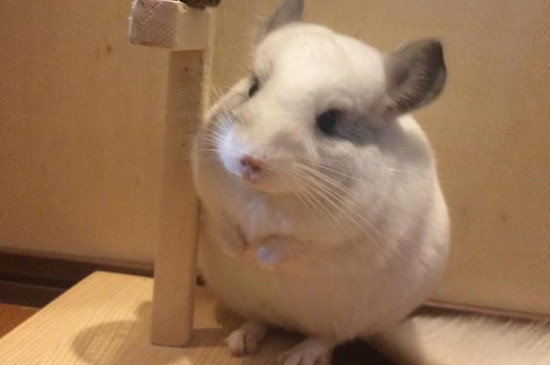 龙猫吃什么