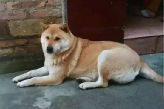 土狗怕冷吗