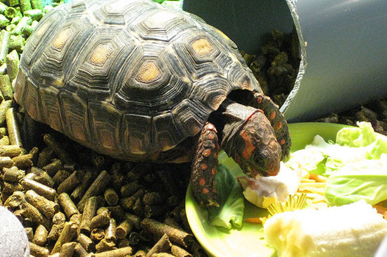 乌龟最爱吃的10种食物