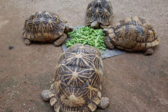 乌龟最爱吃的10种食物