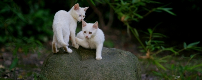 北方的流浪猫冬天怎么过冬