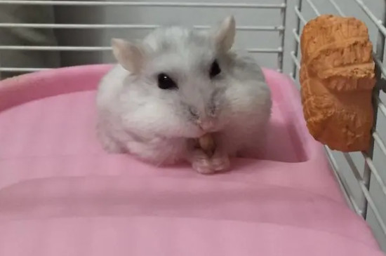 仓鼠可以吃松子吗