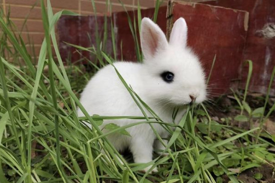 兔子骚味很重怎么才能去味