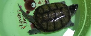 乌龟冬天要水养还是干养