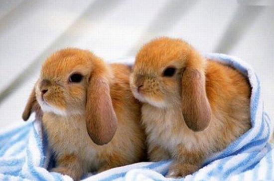 侏儒兔和普通的兔子有什么区别