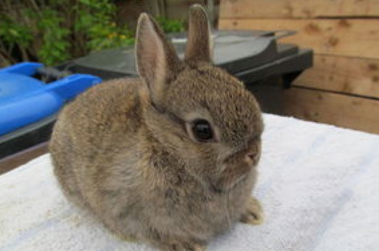 侏儒兔和普通的兔子有什么区别
