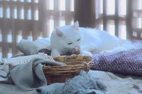 鱼幼薇的白猫是什么品种