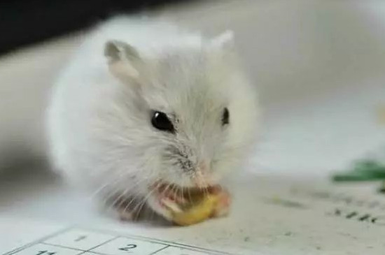 小仓鼠的寿命一般是多少年?