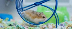 新手怎么养小仓鼠
