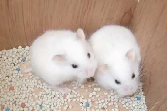 仓鼠养一只还是养一对