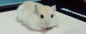 仓鼠养一只还是养一对