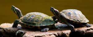 龟乌龟喜欢吃什么东西