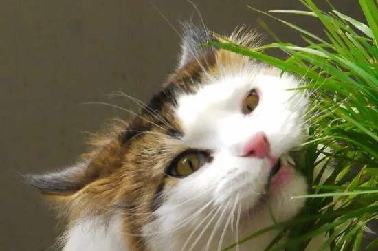 养猫可以养杜鹃花吗