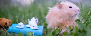 仓鼠可以吃杏仁吗