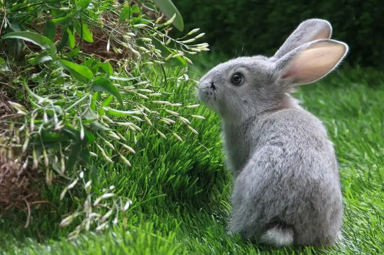 兔子能吃韭菜吗
