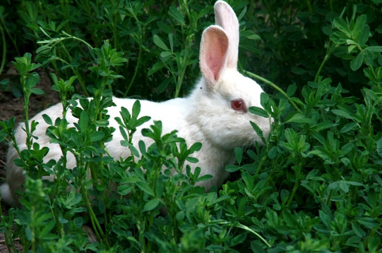 兔子能吃韭菜吗