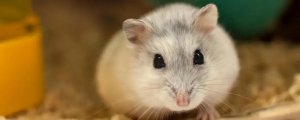 仓鼠会被冻死吗