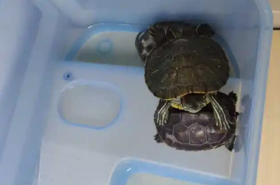 乌龟能在被窝睡觉吗