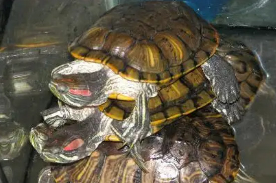 乌龟能在被窝睡觉吗