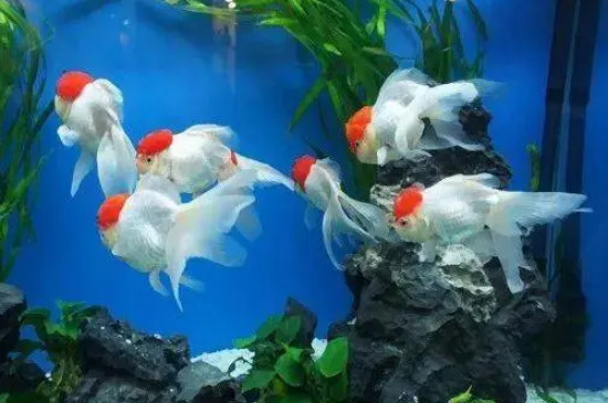 金鱼倒着游是怎么了